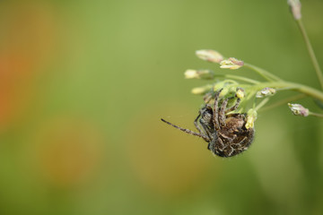 Little spider on a branch against blurry background.