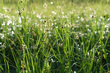 Rural life style. A mood of peace and tranquility. Fresh green grass on a meadow. You can see every blade of grass. Bokeh defocused background.