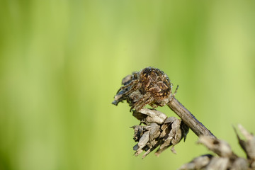 Little spider on a branch against blurry background.