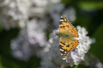 Butterfly eating nectar of lilac flowers in a field.
