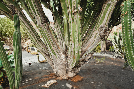 The old cactus tree trunk with branchs growing in the LANZAROTE, SPAIN