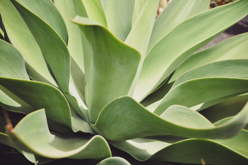 Naklejka na ściany i meble Closeup nature view of green agave leafs in garden. Natural green plants landscape using as a background or wallpaper.