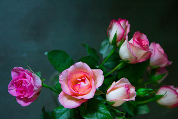 Copy space picture. Frame of small pink beautiful roses at green vintage background