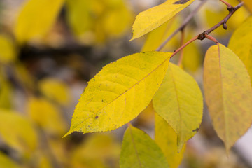 Red and Orange Autumn Leaves