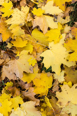 Red and Orange Autumn Leaves