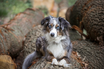 Mili the Miniature Australian Shepherd, Stunning Blue Eyes,