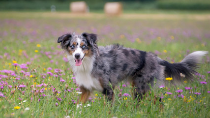 Mili the Miniature Australian Shepherd, Stunning Blue Eyes,