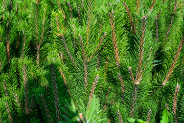 Fototapeta premium Blue spruce of fir tree branches. Close-up