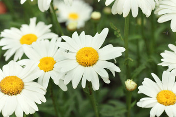 White daisies 