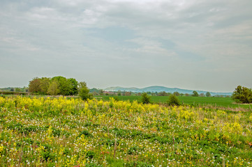 Dandelions and wild flowers in the summertime.