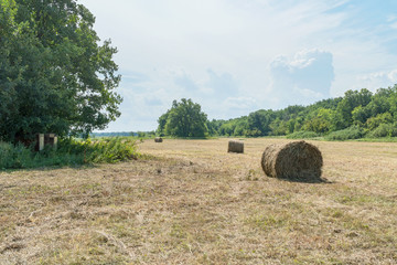 Hay rolls on the edge of forest