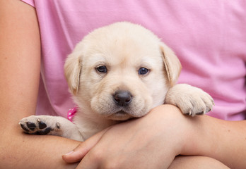 Labrador puppy in child arms - closeup