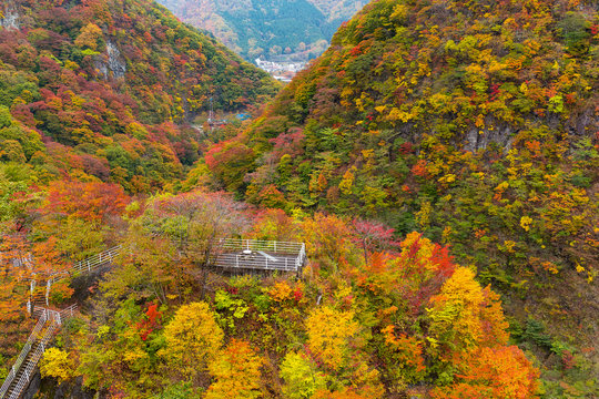 Forest in Autumn