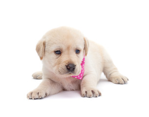 Adorable labrador puppy dog looking alert on white surface