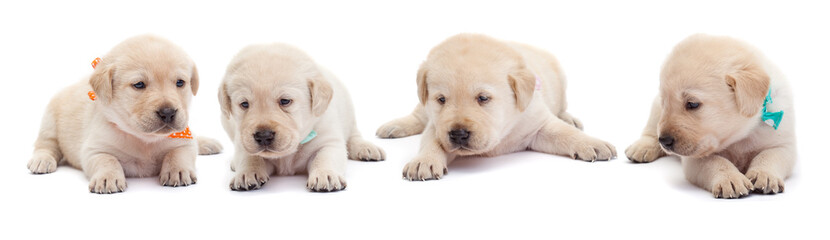Young labrador puppies lying on white background
