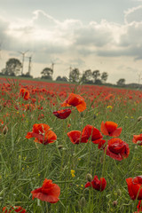 Mohn, Klatschmohn, Wiese