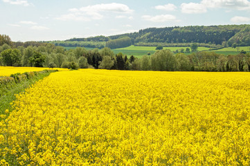 Springtime landscape in the British countryside.