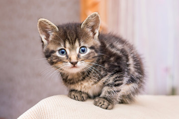 Portrait of a striped kitten in a room on a blurry background_