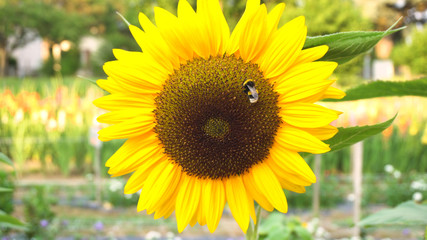 Bee and Sunflower