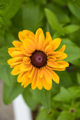 ダリアの花