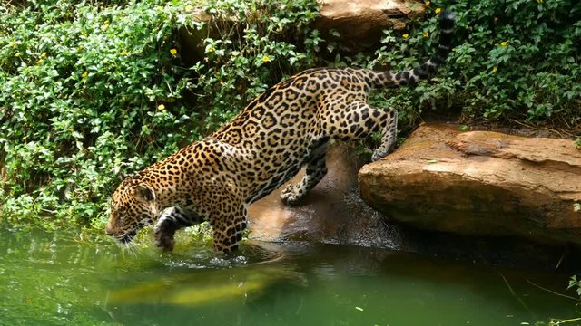 4k video of A jaguar playing and swimming in pond