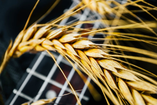 An ukulele guitar with a golden rye spikes. Music, nature and harvesting concept.