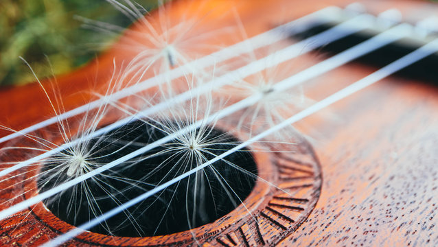 Romantic guitar strings close up, summertime, park. Playing guitar outdoor concept.