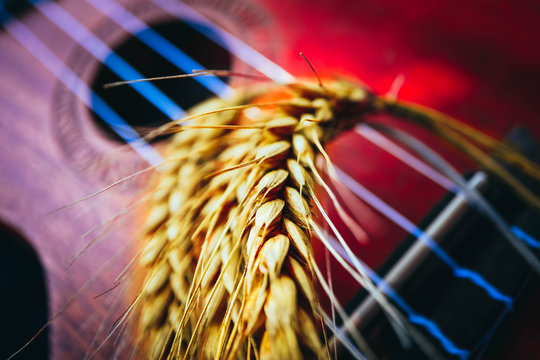 An ukulele guitar with a golden rye spikes. Music, nature and harvesting concept.