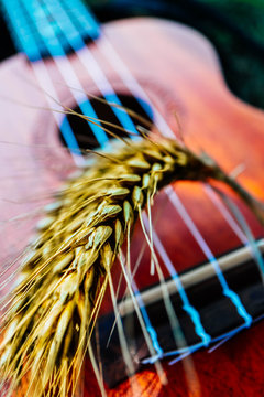 An ukulele guitar with a golden rye spikes. Music, nature and harvesting concept.