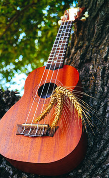An ukulele guitar with a golden rye spikes. Music, nature and harvesting concept.