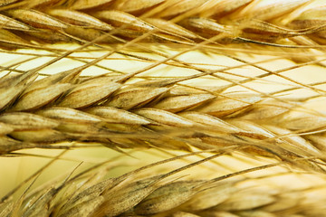 Bright colorful golden rye spike macro view on the wheat ears field backdrop.