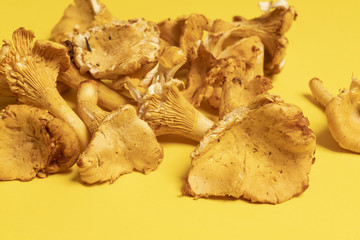 Chanterelle mushrooms (Cantharellus cibarius) on a yellow surface