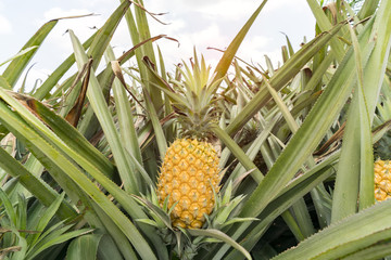Pineapple fruit on the plantation farm