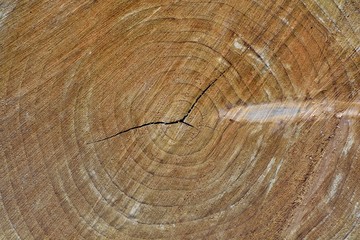 Naklejka premium Taiwan wood texture,in the Taiwan
