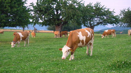 Fototapeta na wymiar Organic Farm Cows