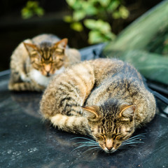 two beautiful homeless cats lie and sleep in dirty car with traces of their paws.