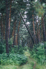 Fototapeta premium pine forest