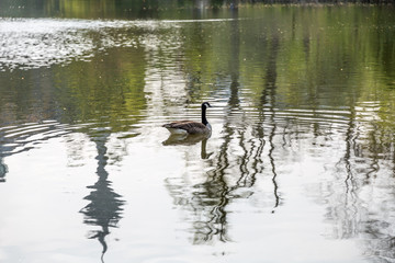 Obraz na płótnie Canvas Canadian goose
