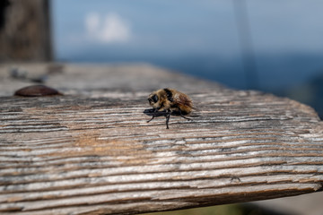 Biene, Nahaufnahme