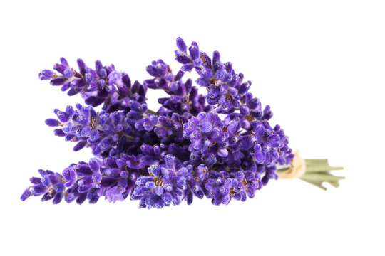 Bouguet of violet lavendula flowers isolated on white background, close up