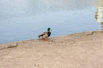 Duck