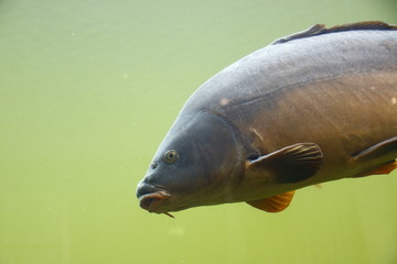 Fische in einem Aquarium
