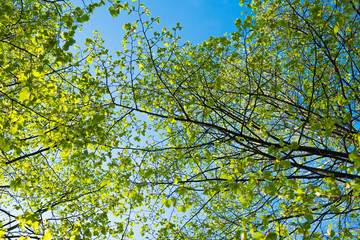 young spring foliage
