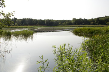 Fischteich bei Serrahn in Mecklenburg-Vorpommern. Der Fischteich hat nach dem trockenen Sommer 2018 kaum Wasser.