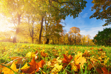 arbres aux feuilles multicolores sur l& 39 herbe dans le parc. Feuillage d& 39 érable en automne ensoleillé. La lumière du soleil tôt le matin en forêt