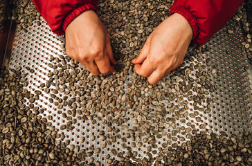 green raw coffee beans being sorted out 