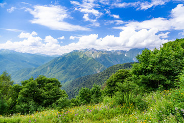 Fototapeta premium Panoramic view of Caucasian mountains with fresh green meadows in bloom on a beautiful sunny day, Sochi, Russia