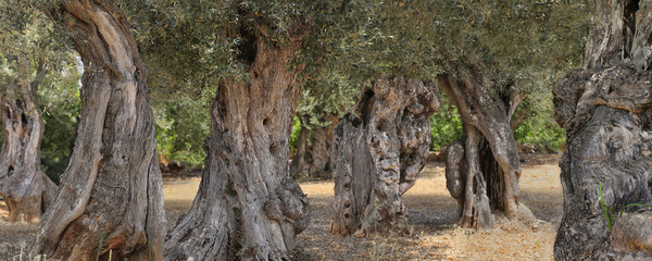 Alte Olivenbäume, Insel Mallorca, Spanien, Europa, Panorama