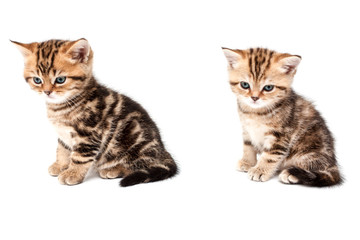Fototapeta na wymiar British short hair kittens.