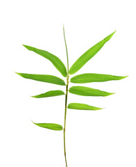 Bamboo leaves isolated on white background